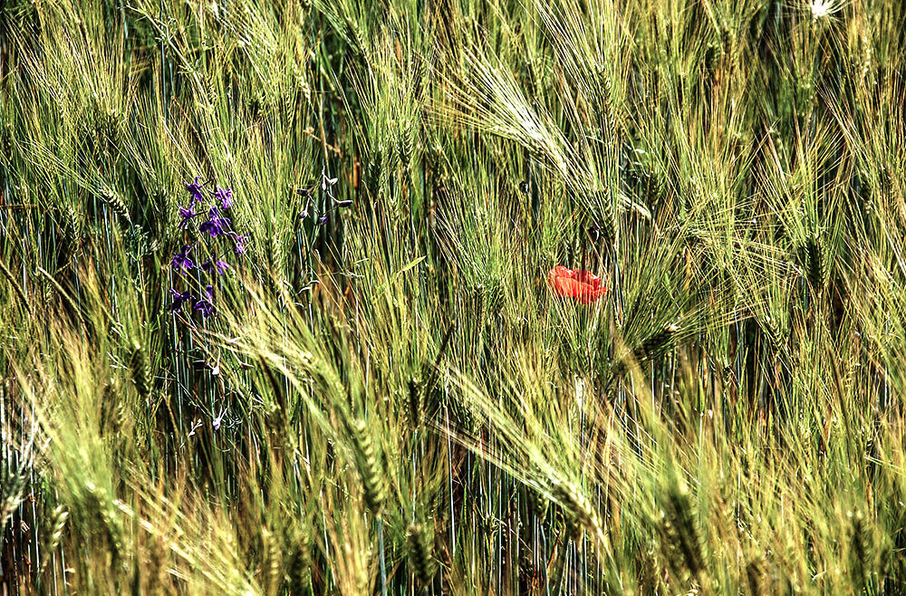 BioBihlmaier, Ugenhof